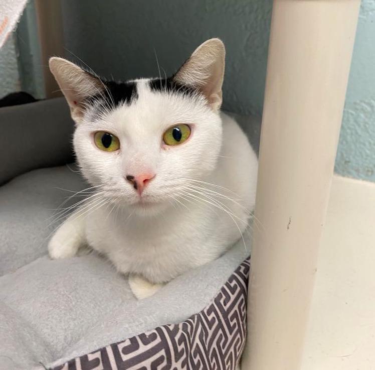 Enlarge Domino, a Adopted mixed breed in Sherwood, AR image 4/5