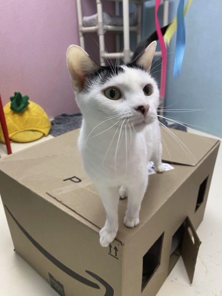 Enlarge Domino, a Adopted mixed breed in Sherwood, AR image 5/5