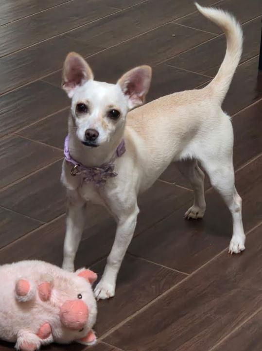 Susie, Adoptable, Puppy Female Chihuahua.