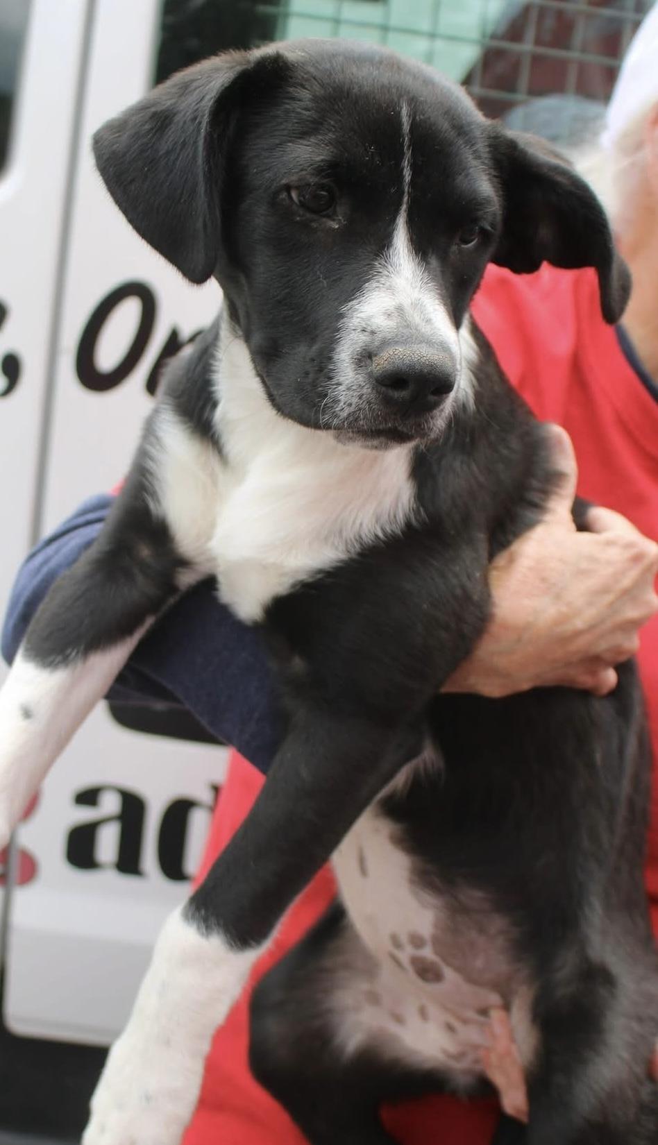 Enlarge Elsie, a ADOPTABLE mixed breed in Stuarts Draft, VA image 1/1