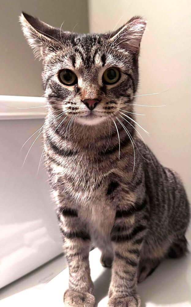 Enlarge Liam, a Adoptable Domestic Short Hair in Chicago, IL image 1/5