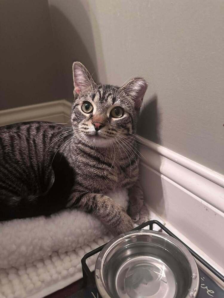Enlarge Liam, a Adoptable Domestic Short Hair in Chicago, IL image 2/5