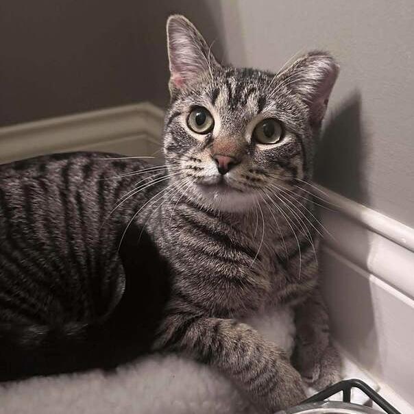 Enlarge Liam, a Adoptable Domestic Short Hair in Chicago, IL image 3/5