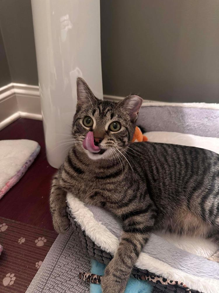 Enlarge Liam, a Adoptable Domestic Short Hair in Chicago, IL image 4/5