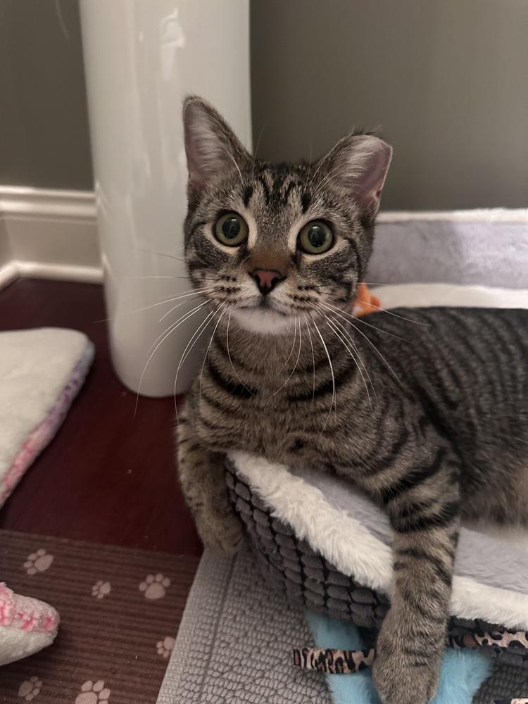 Enlarge Liam, a Adoptable Domestic Short Hair in Chicago, IL image 5/5