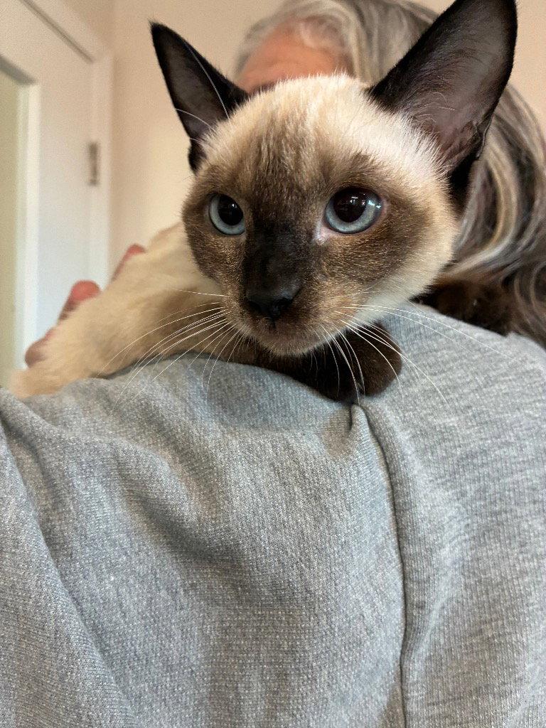 Kitten - Sayaka, Adoptable, Kitten Female Siamese.