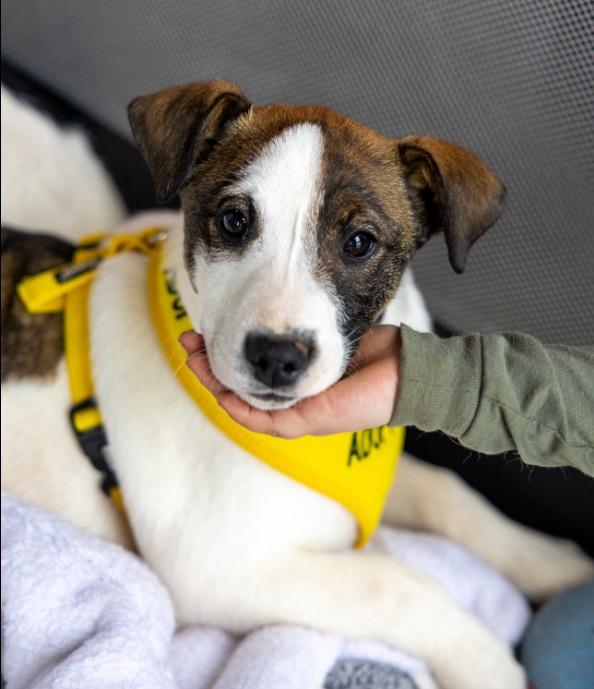 Enlarge Randy, an adoptable mixed breed in Milner, GA image 2/5