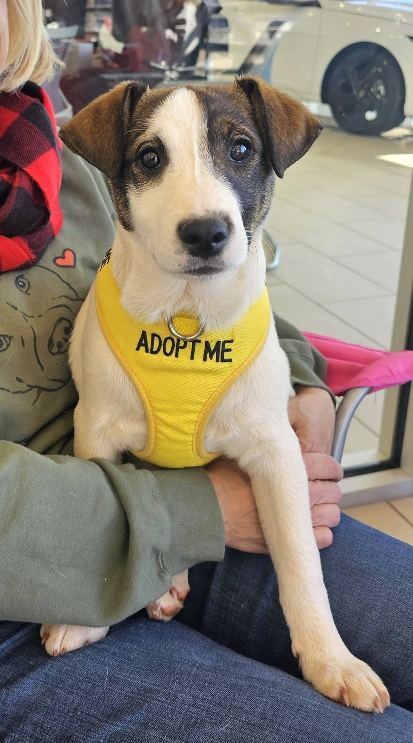 Enlarge Randy, an adoptable mixed breed in Milner, GA image 4/5