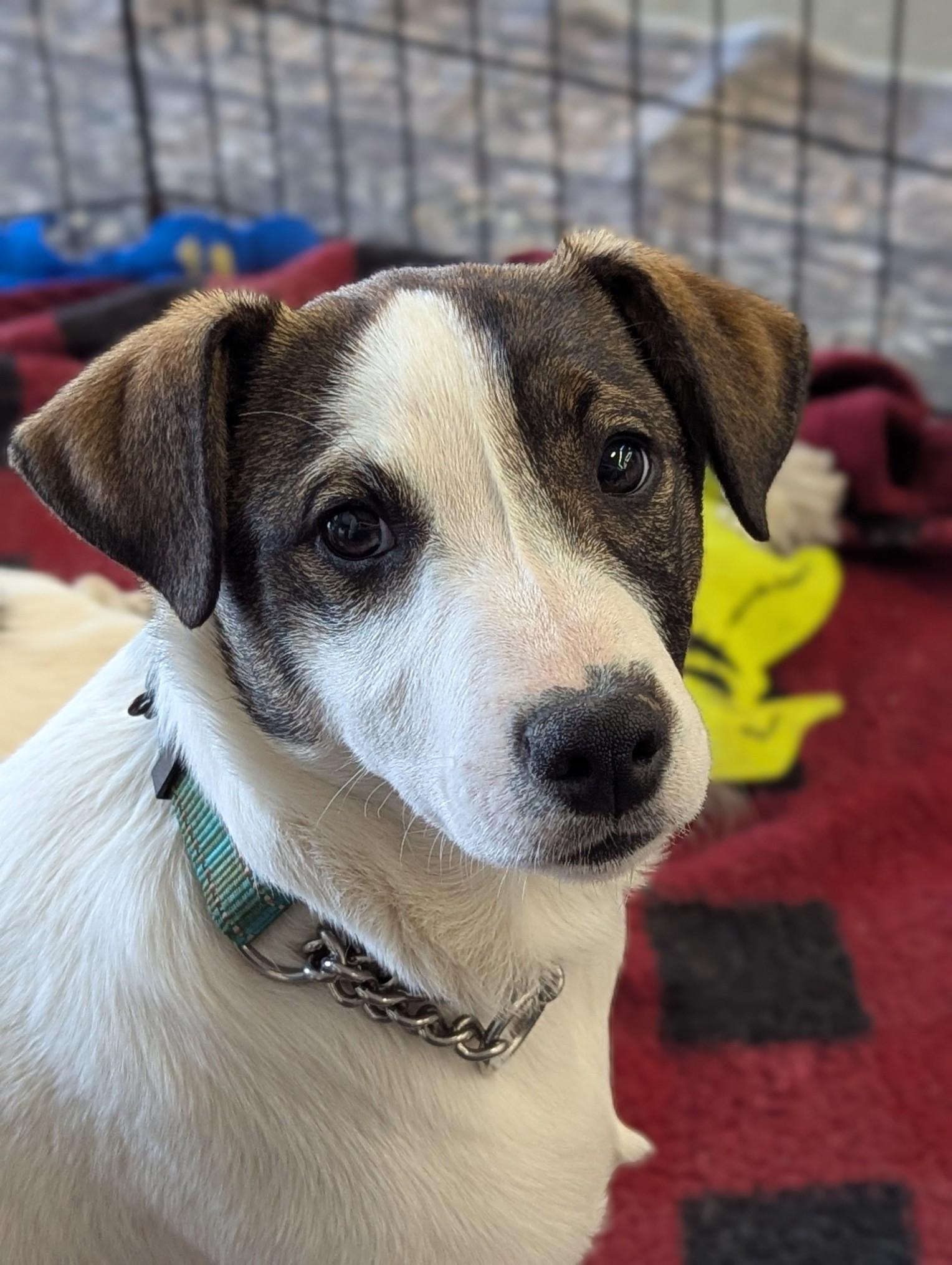 Randy, adoptable, Puppy Male Jack Russell Terrier & Australian Shepherd.