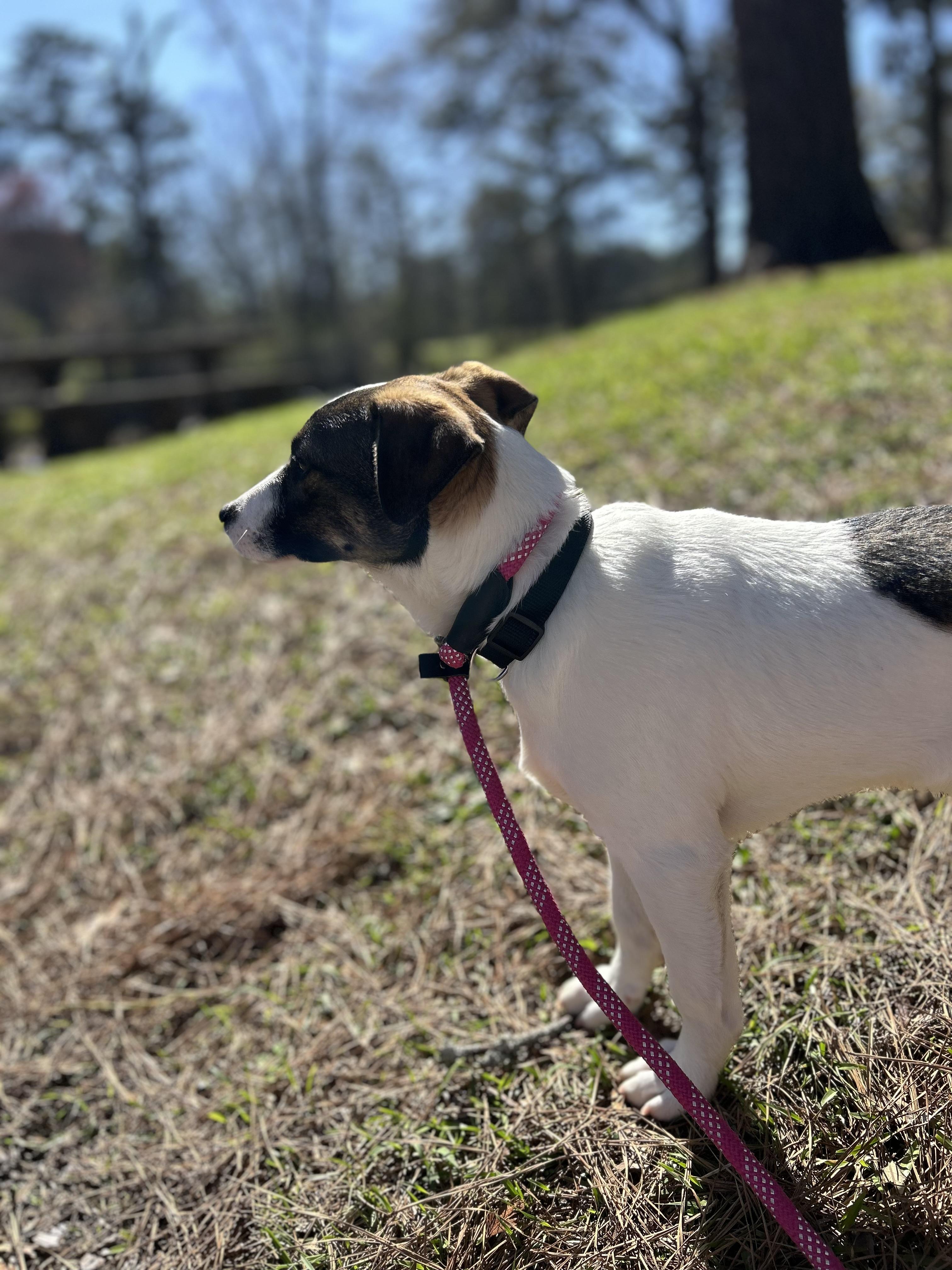 Enlarge Randy, an adoptable mixed breed in Milner, GA image 5/5