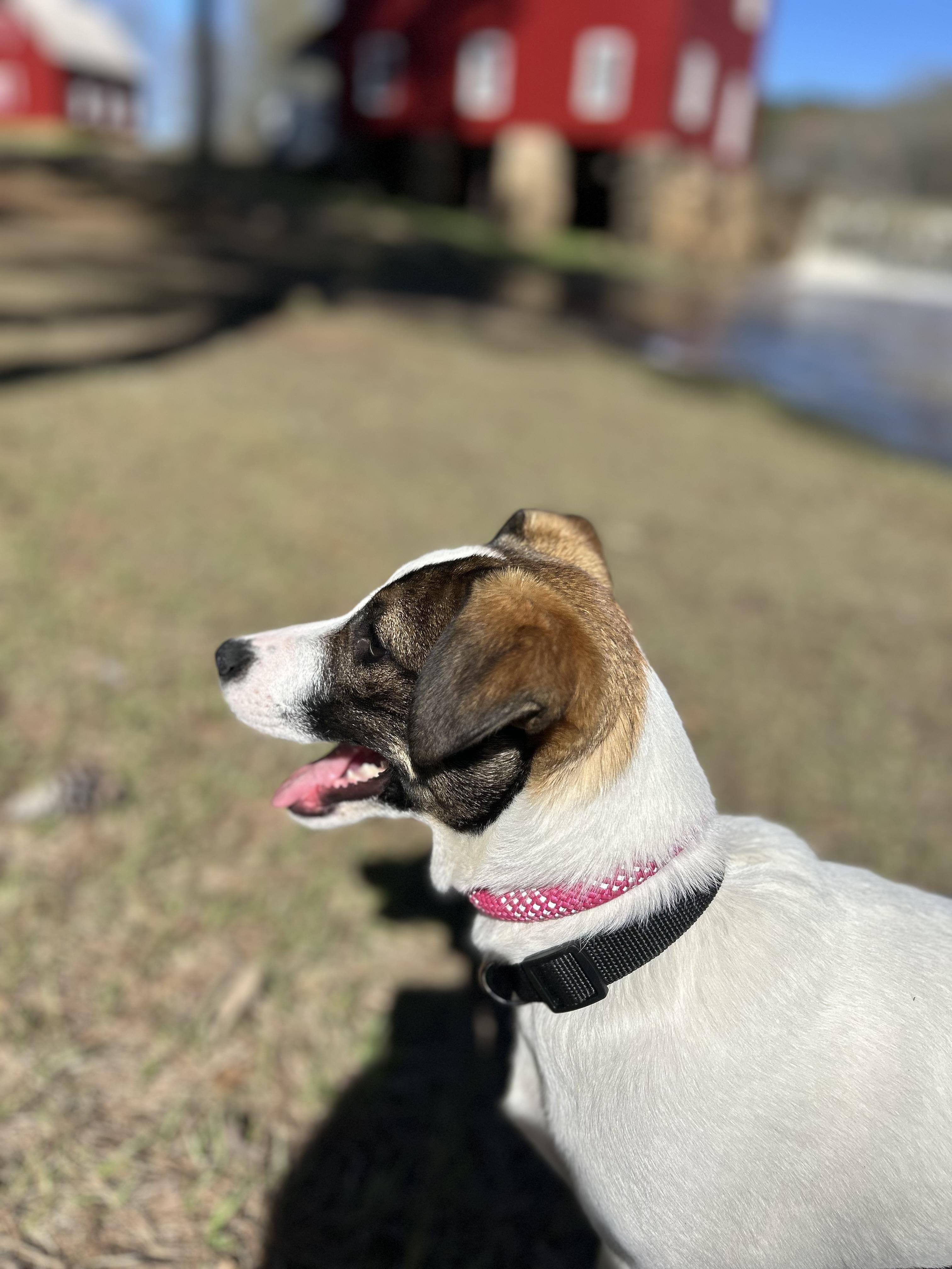 Enlarge Randy, an adoptable mixed breed in Milner, GA image 3/5