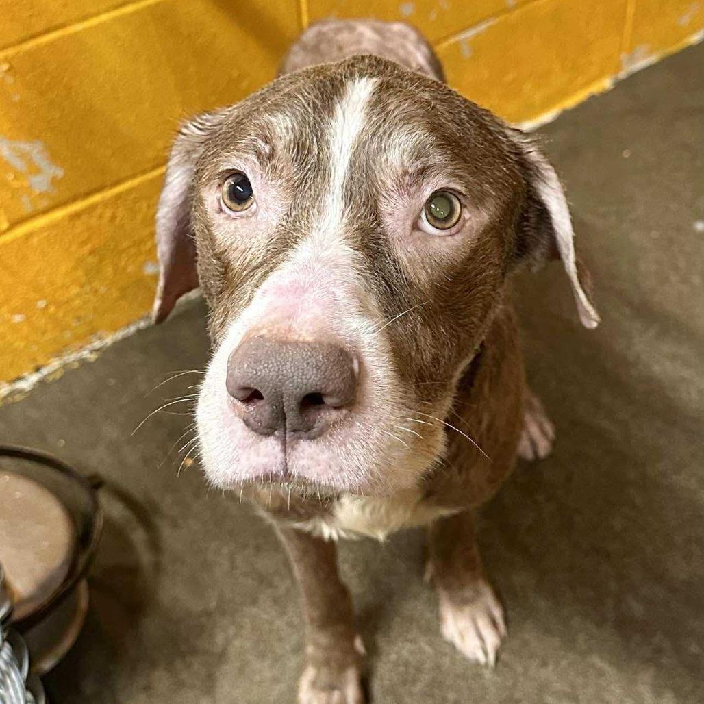 Enlarge CoCo, a Adoptable mixed breed in Shinnston, WV image 1/2