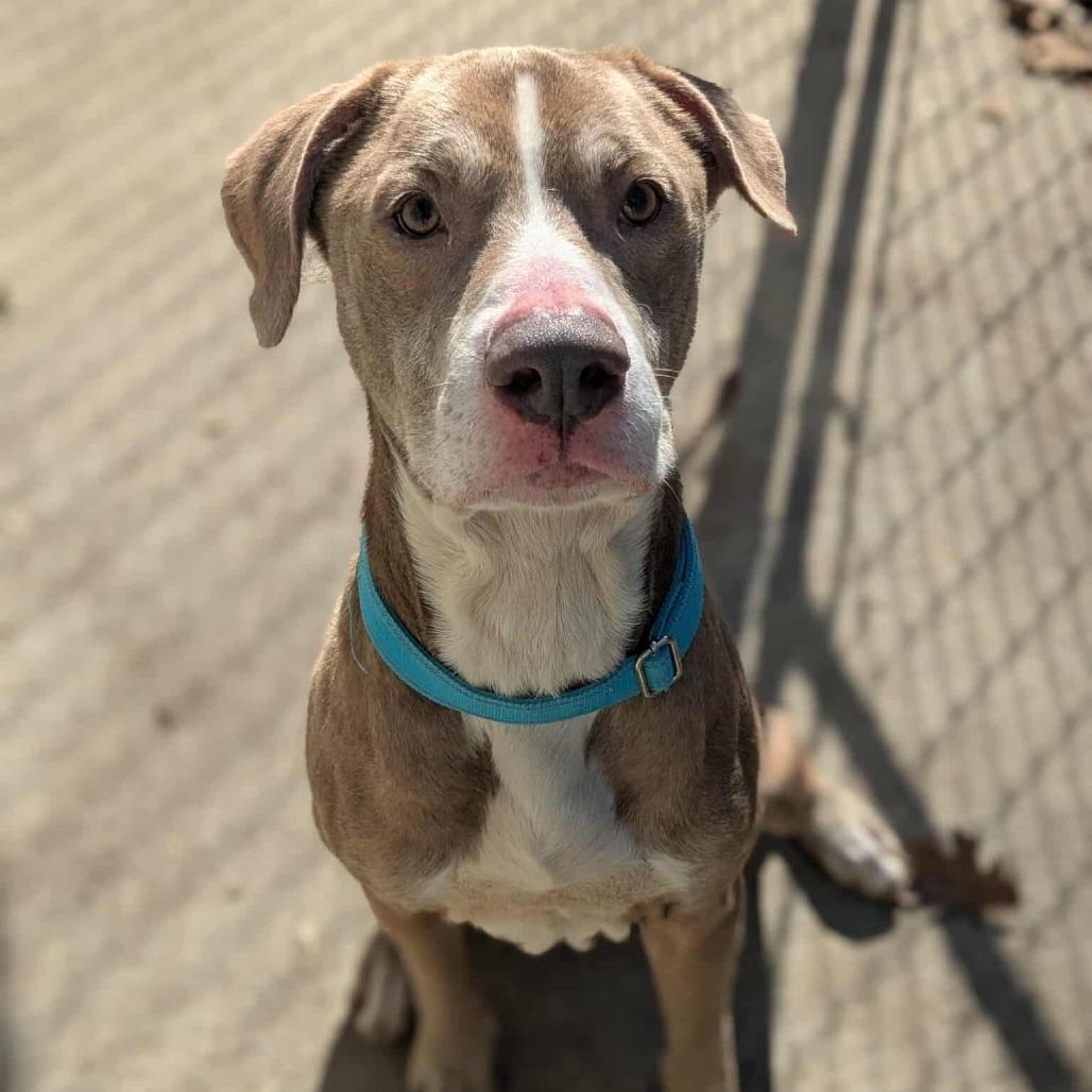 Enlarge CoCo, a Adoptable mixed breed in Shinnston, WV image 2/2