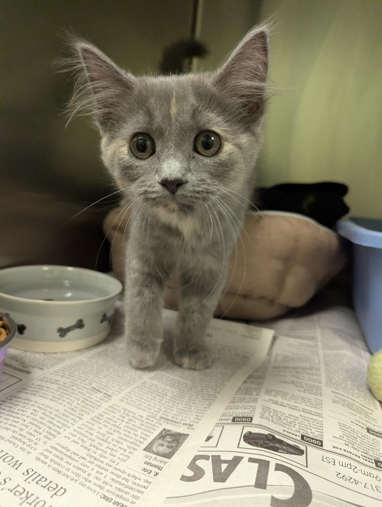 Pepper, Adopted, Kitten Female Domestic Medium Hair.