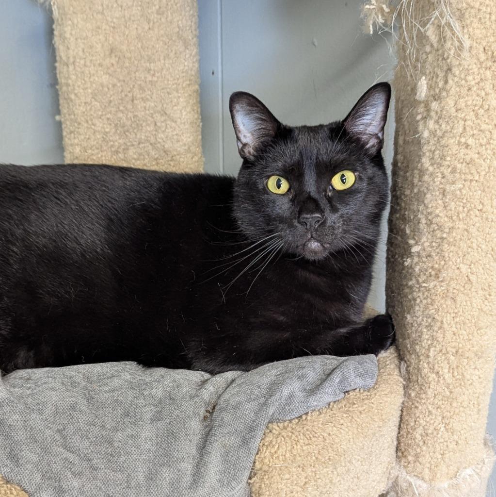 Enlarge Peter, a Adoptable mixed breed in Aberdeen, WA image 1/6