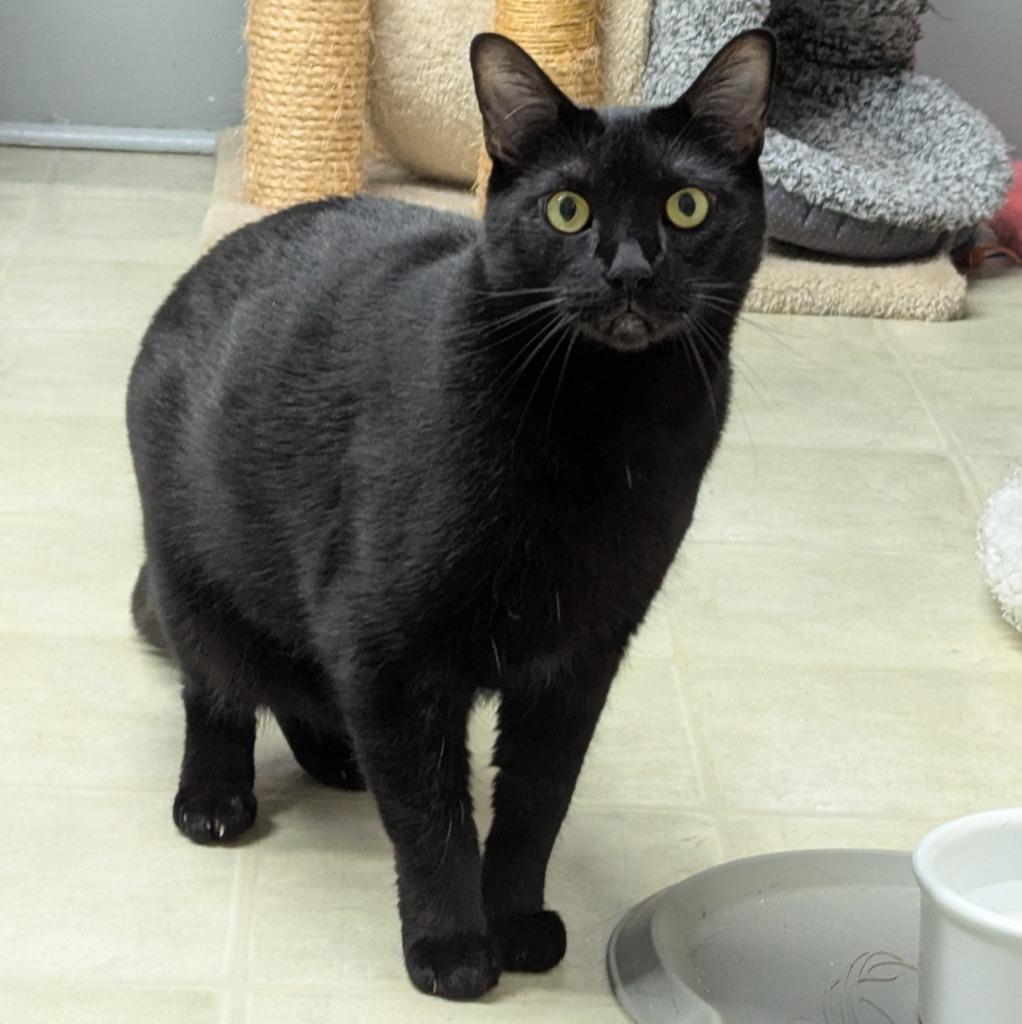 Peter, Adoptable, Adult Male Domestic Short Hair.