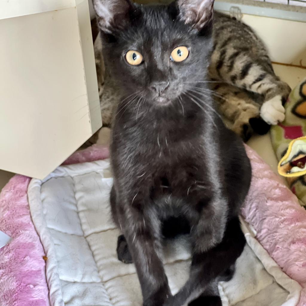 Enlarge Peter, a Adoptable mixed breed in Aberdeen, WA image 2/5