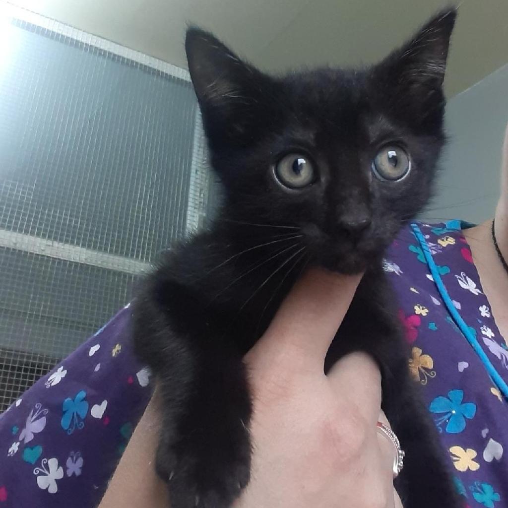 Enlarge Peter, a Adoptable mixed breed in Aberdeen, WA image 3/5