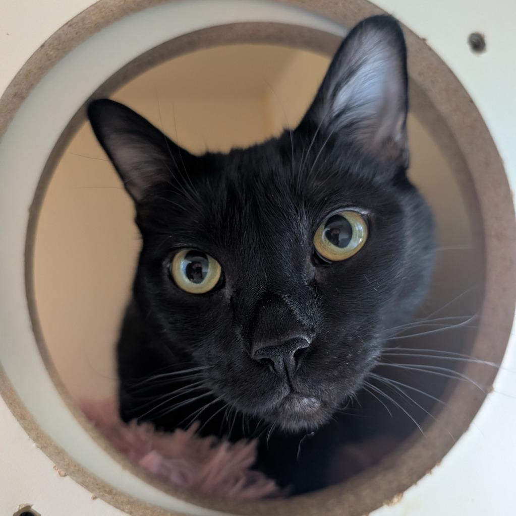 Enlarge Peter, a Adoptable mixed breed in Aberdeen, WA image 3/6