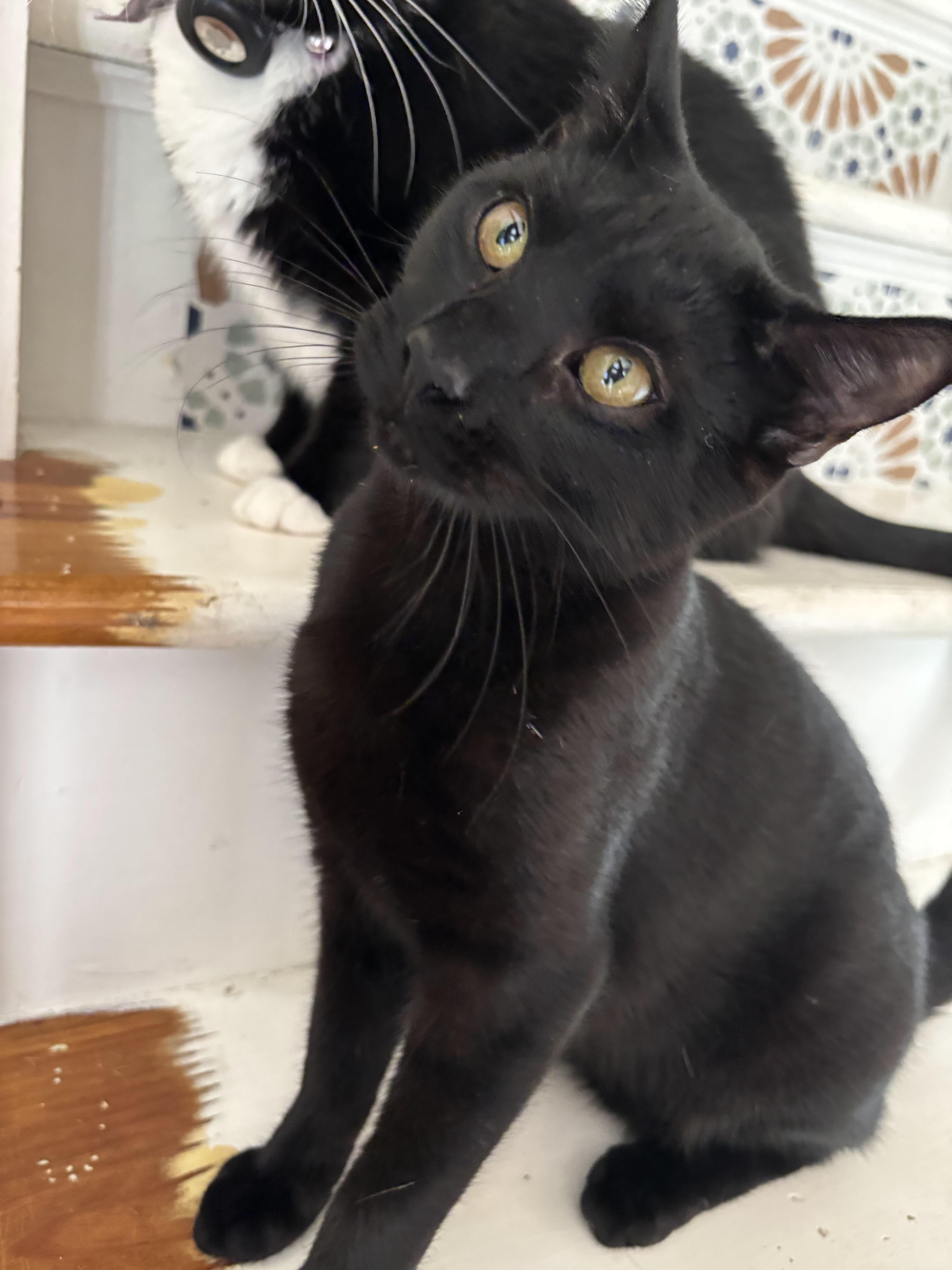 Enlarge Beetee, a Adoptable Domestic Short Hair in Palisades Park, NJ image 1/4