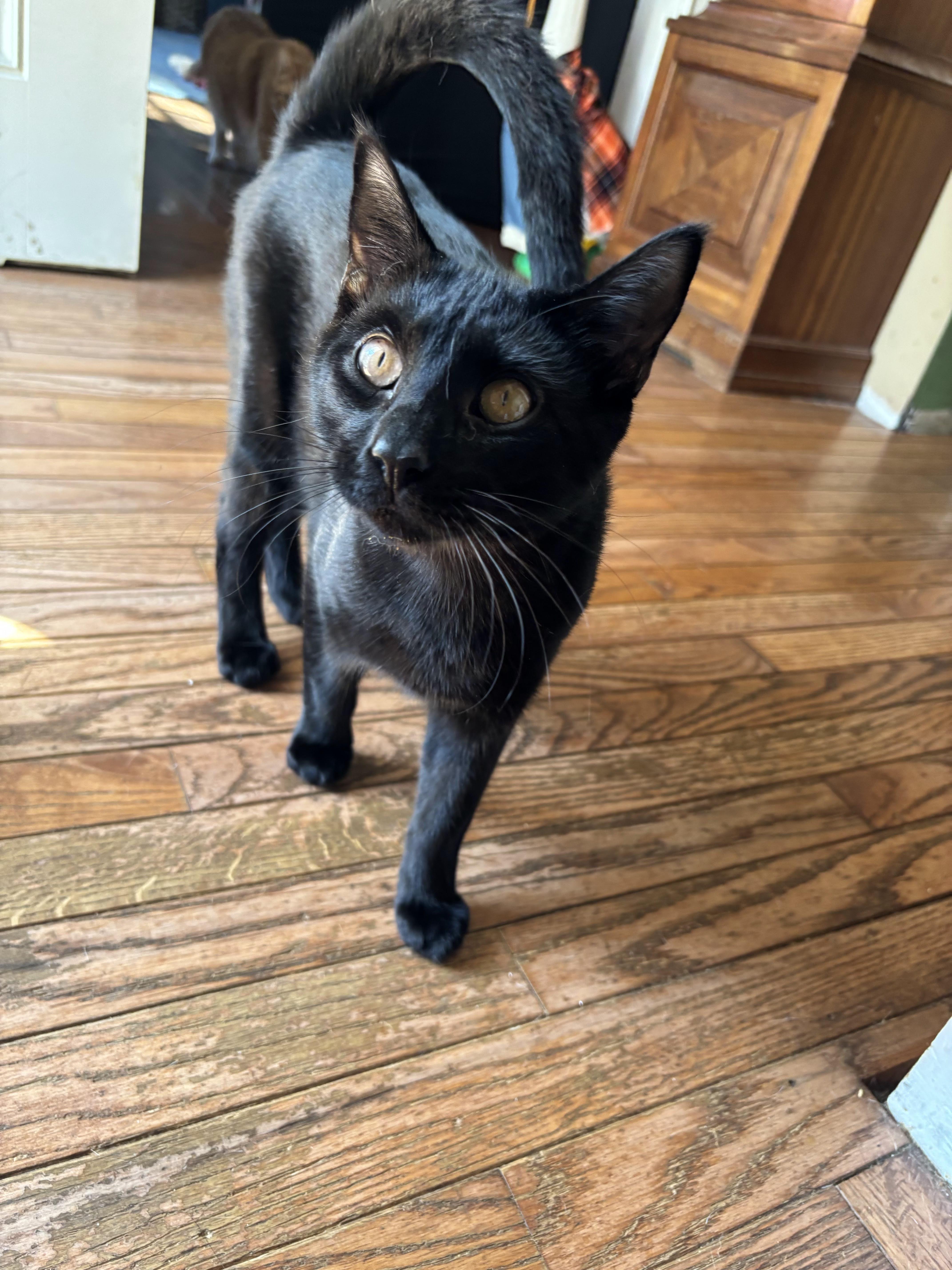 Enlarge Beetee, a Adoptable Domestic Short Hair in Palisades Park, NJ image 3/4