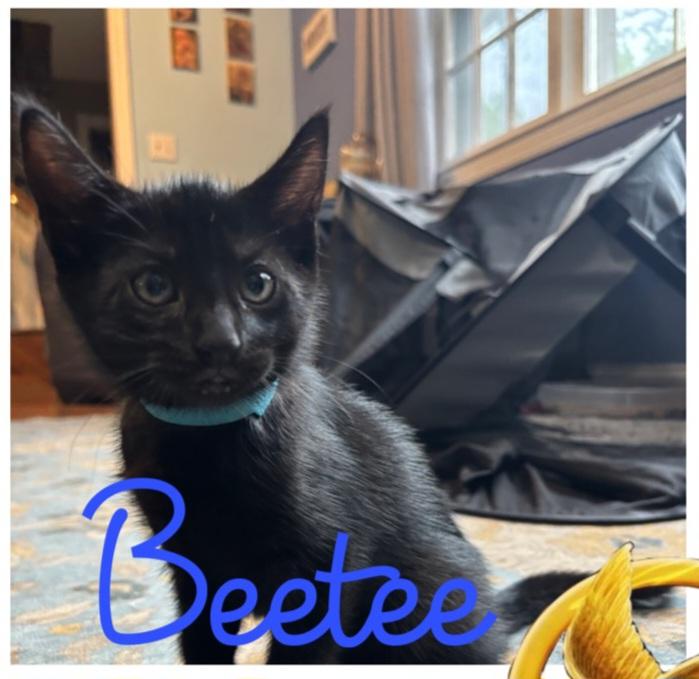 Beetee, Baby Male unknown