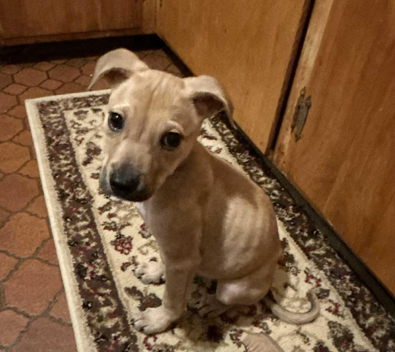 Georgia, Baby Female unknown