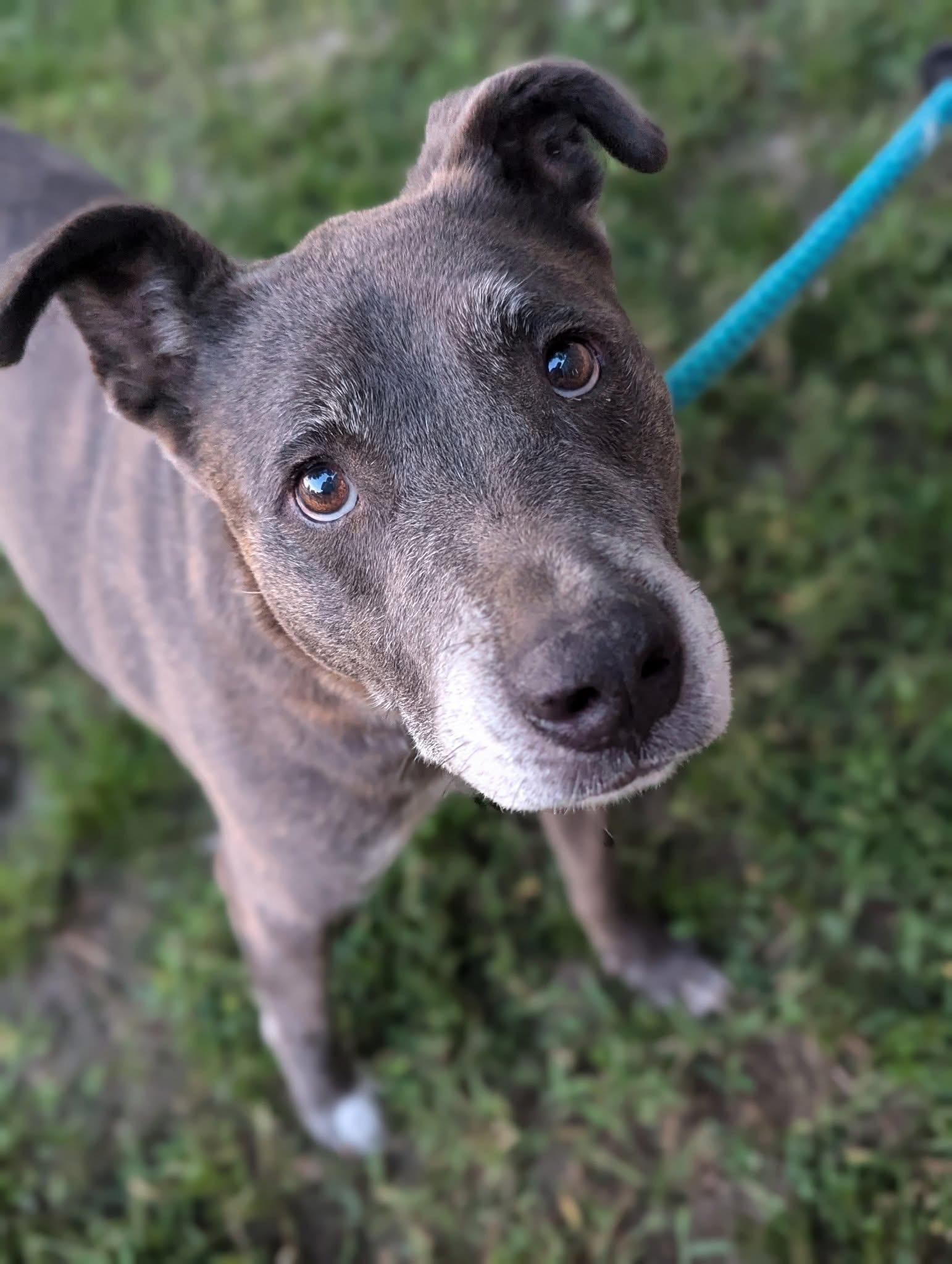 Chester, a Adoptable Mixed Breed in Mendham, NJ image 1/2