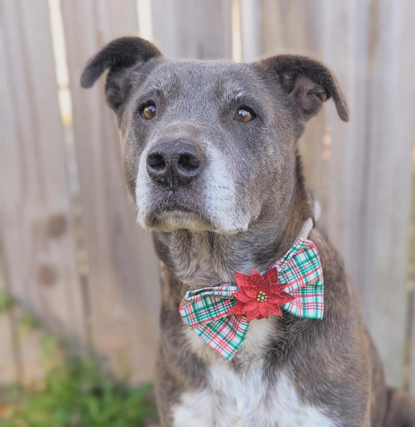 Chester, Adoptable, Senior Male Mixed Breed.