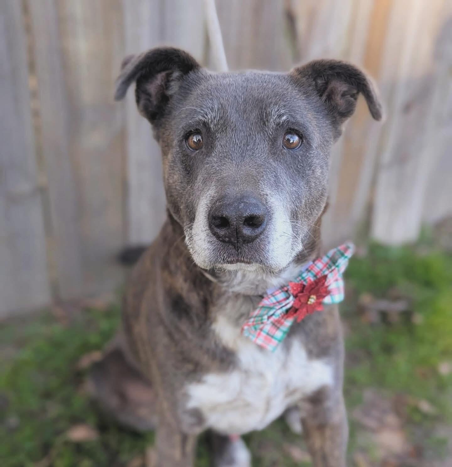 Enlarge Chester, a Adoptable Mixed Breed in Mendham, NJ image 4/6