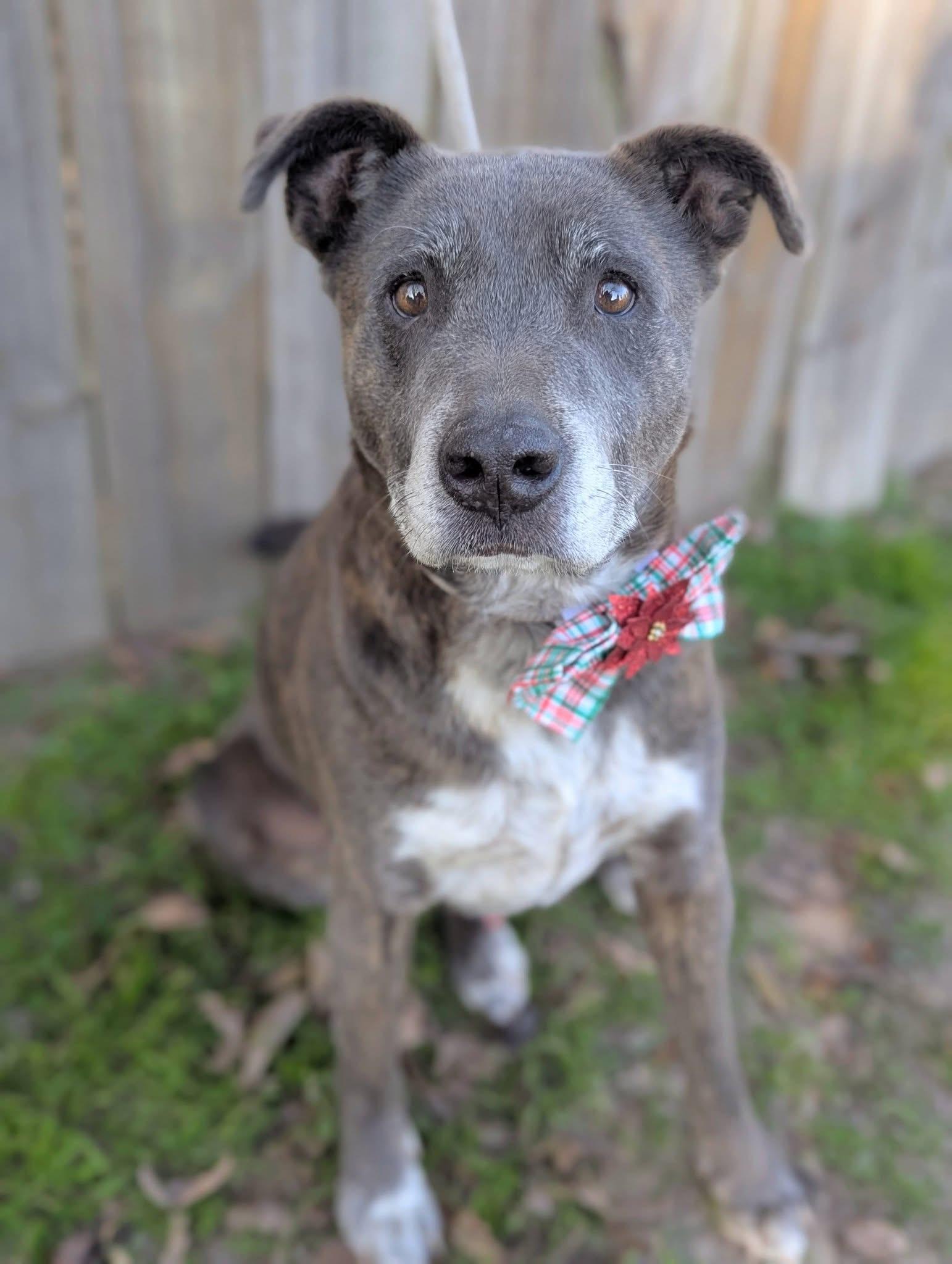 Enlarge Chester, a Adoptable Mixed Breed in Mendham, NJ image 3/6