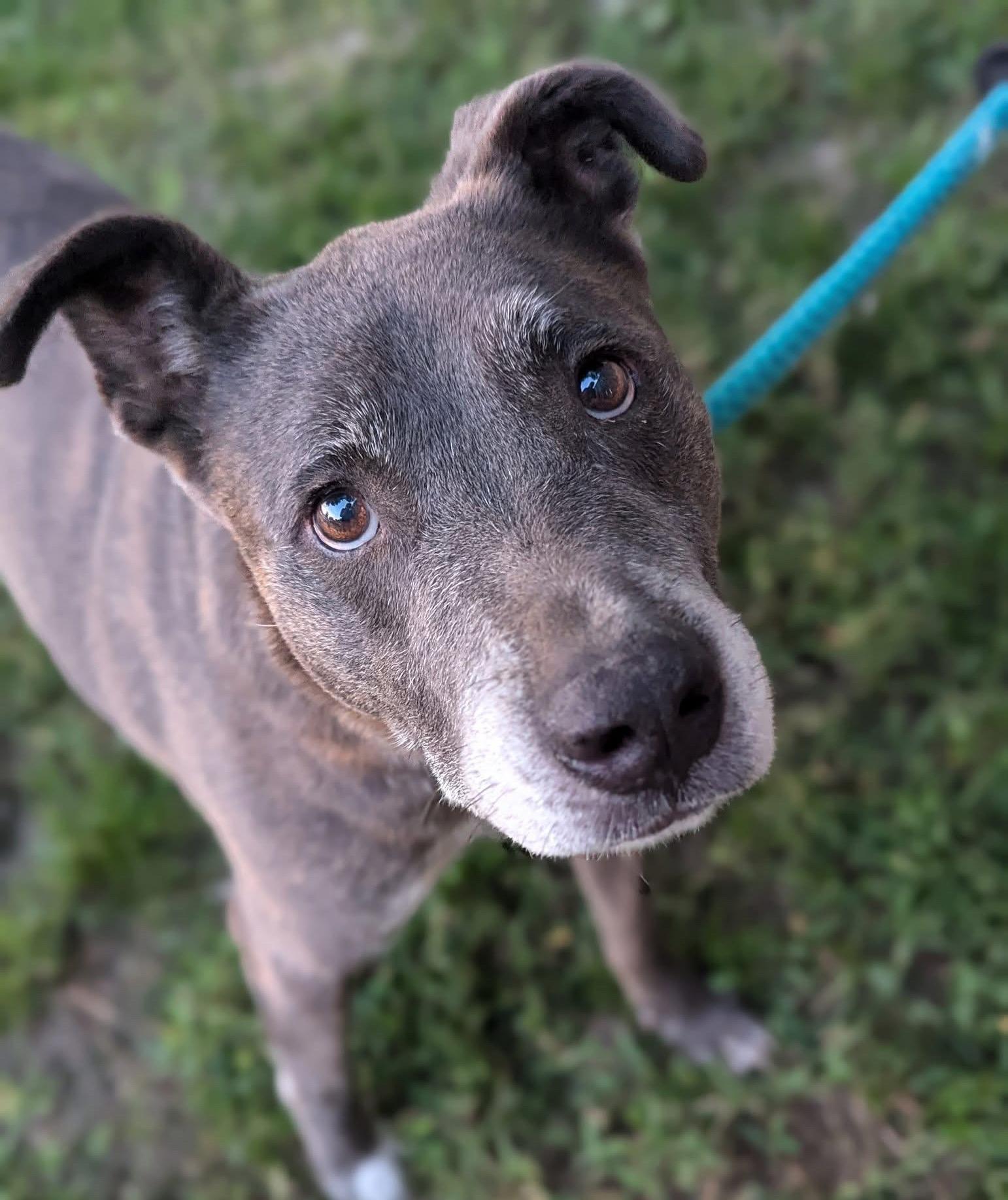 Chester, a Adoptable Mixed Breed in Mendham, NJ image 2/2