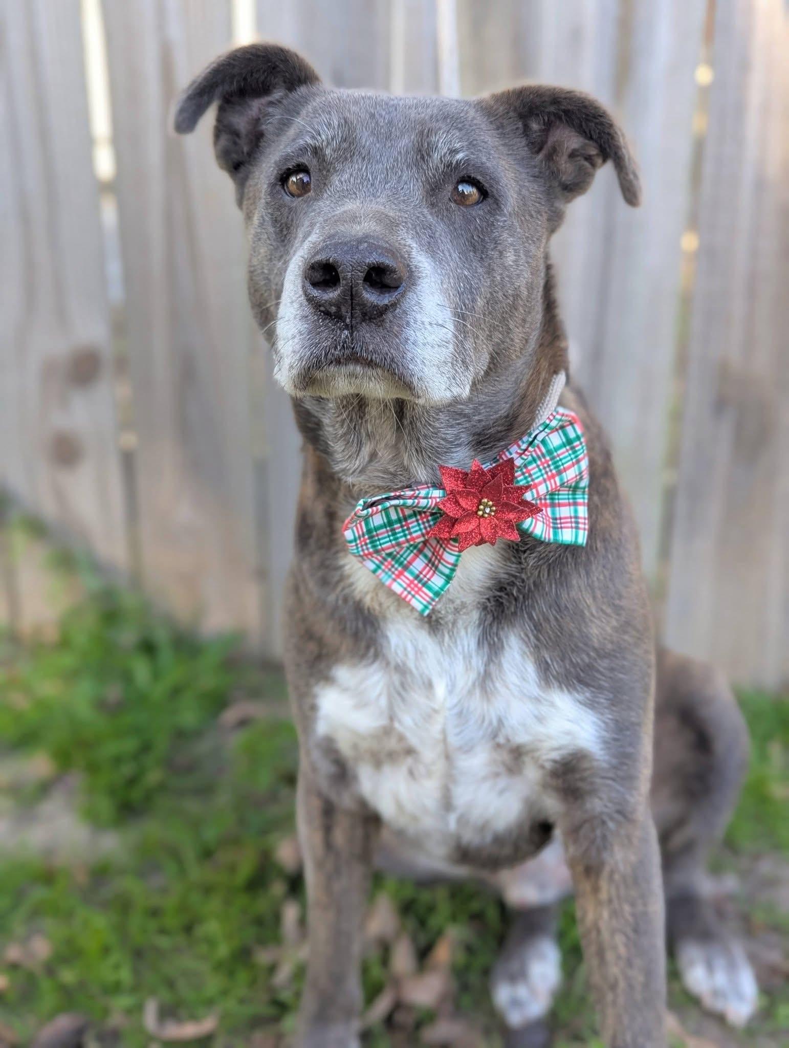 Enlarge Chester, a Adoptable Mixed Breed in Mendham, NJ image 6/6