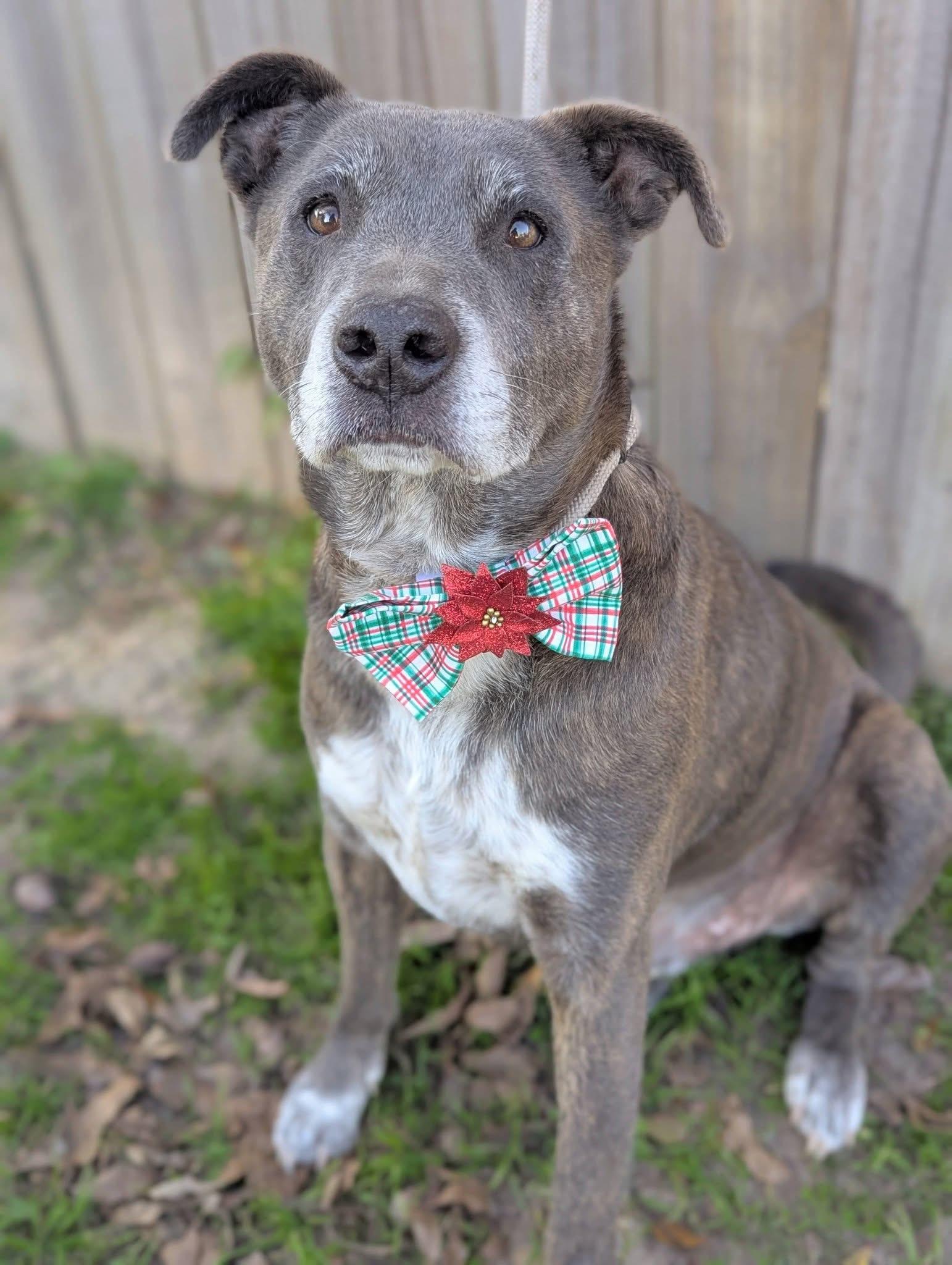 Enlarge Chester, a Adoptable Mixed Breed in Mendham, NJ image 2/6