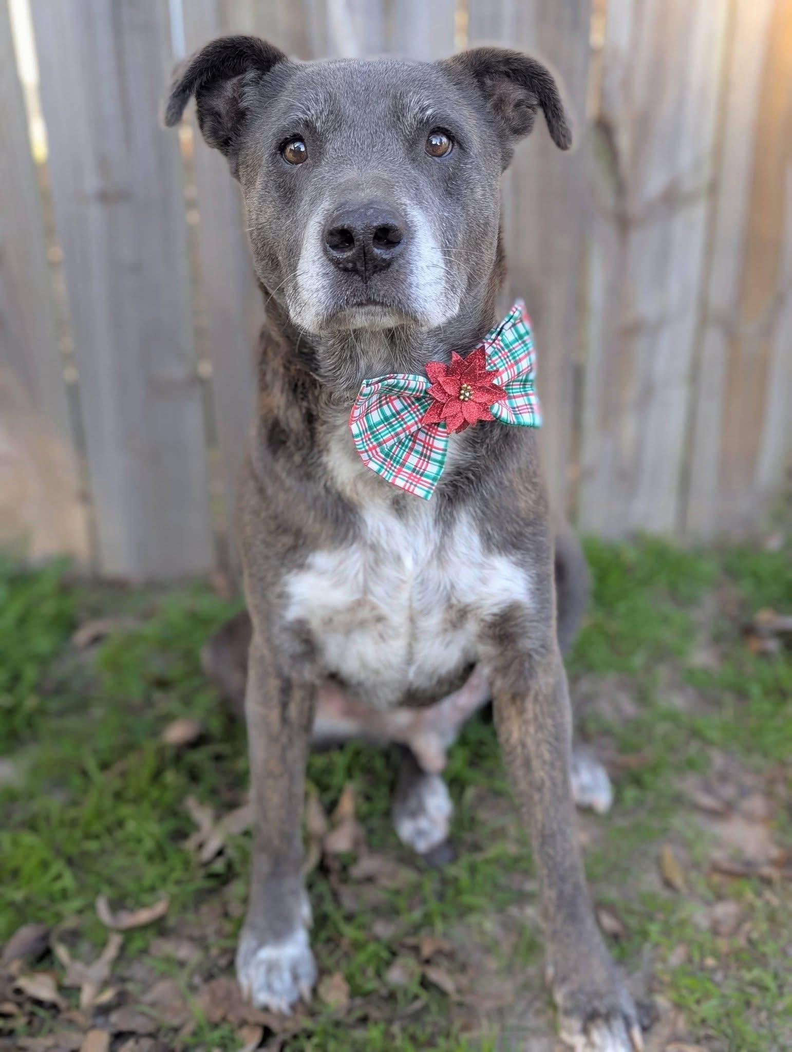 Enlarge Chester, a Adoptable Mixed Breed in Mendham, NJ image 5/6