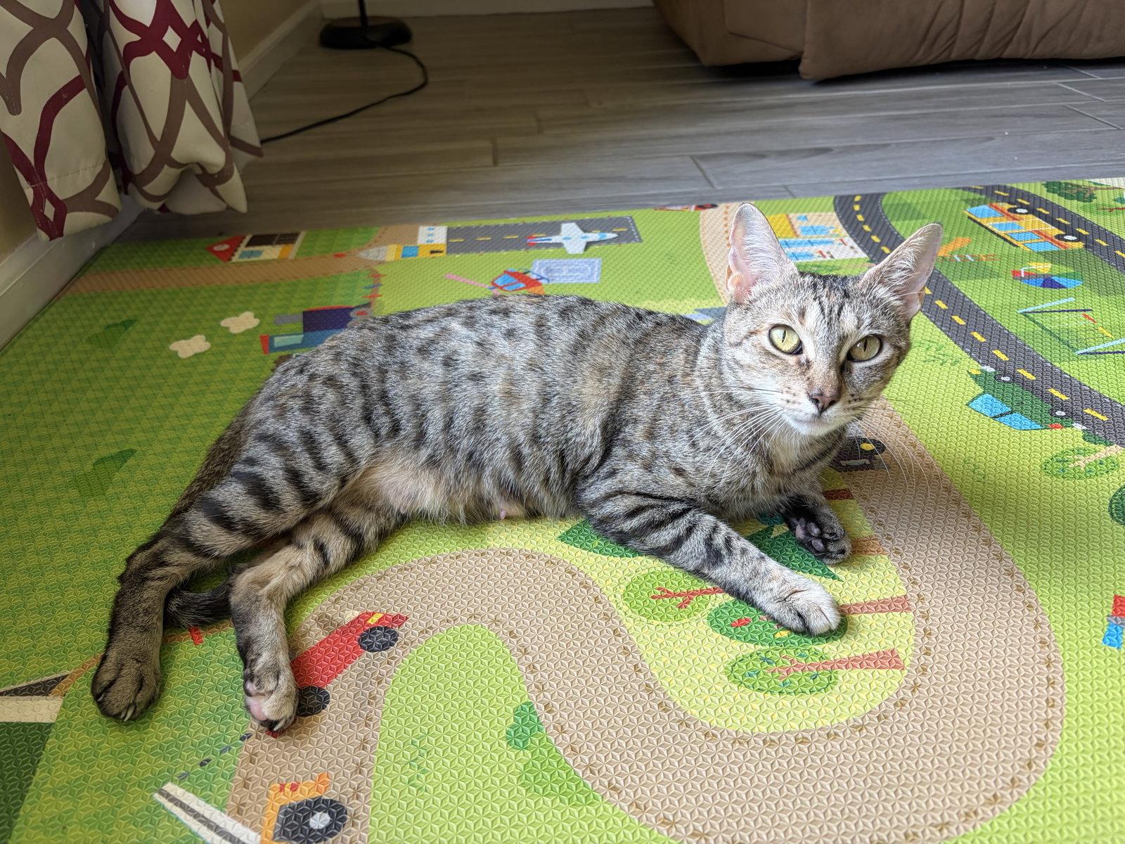 Enlarge Mama Bear, a Adoptable Domestic Short Hair in Oviedo, FL image 2/2