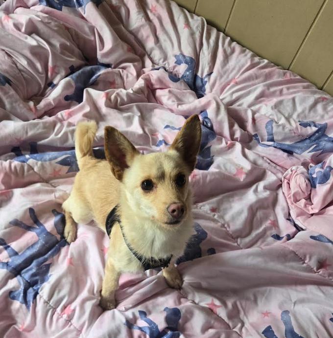 Channing Adopted, Adopted, Young Male Chihuahua.