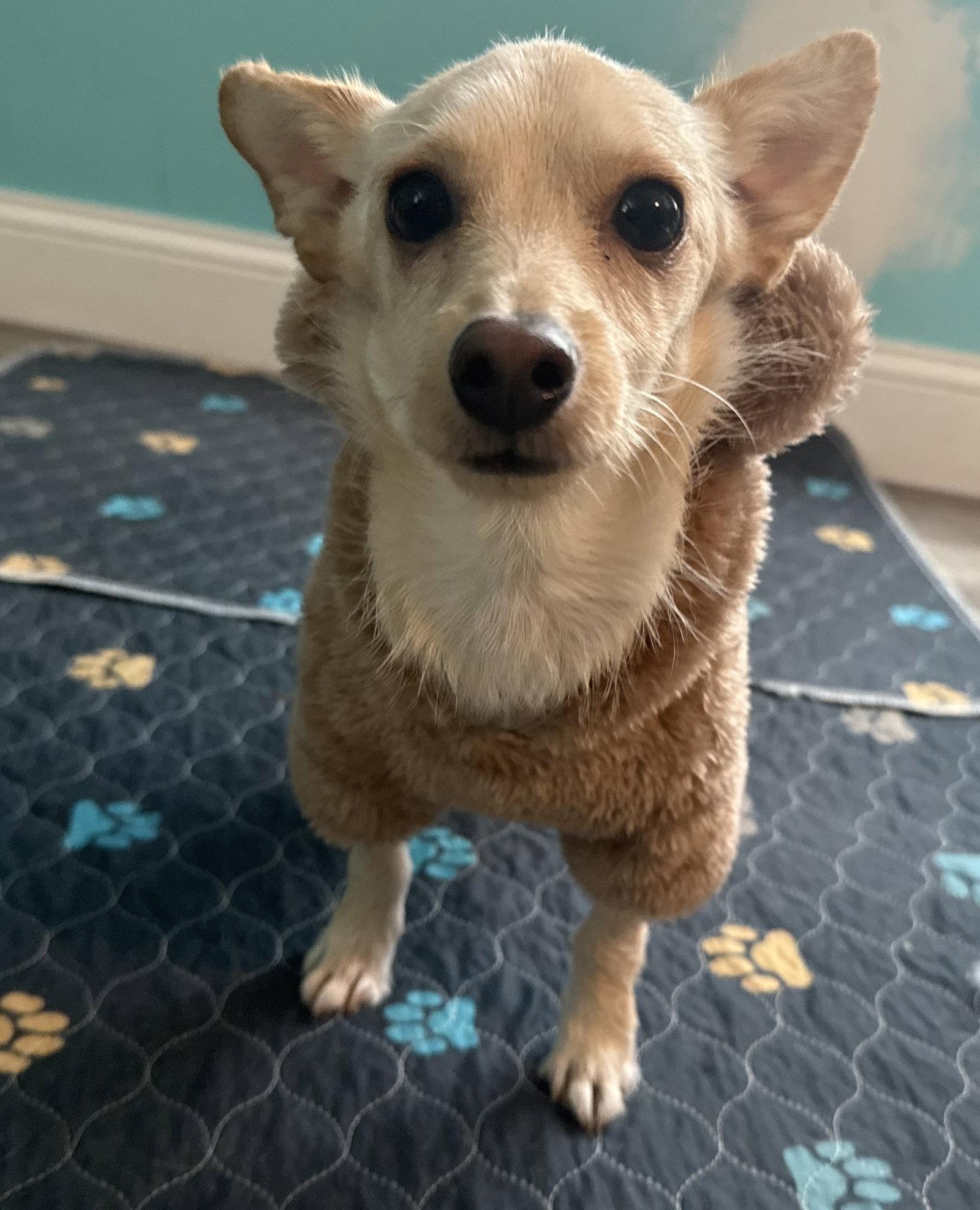 Enlarge Channing Adopted, a Adopted Chihuahua in Cranston, RI image 3/3