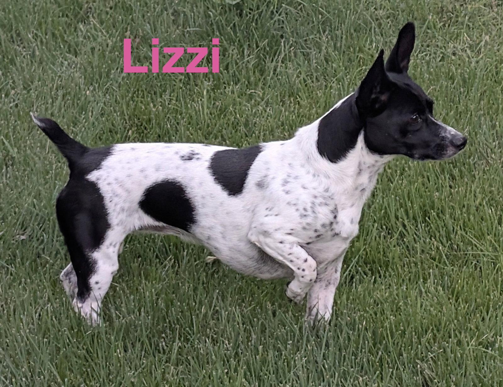 Lizzi, Adopted, Adult Female Terrier.