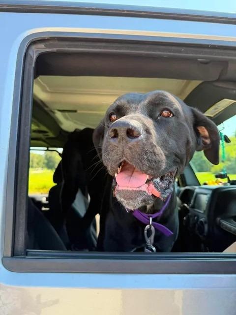 Dahlia, Adoptable, Young Female Cane Corso.