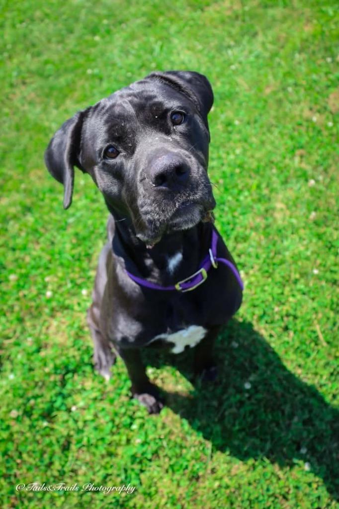 Enlarge Dahlia, a Adoptable Cane Corso in Greensburg, IN image 2/2