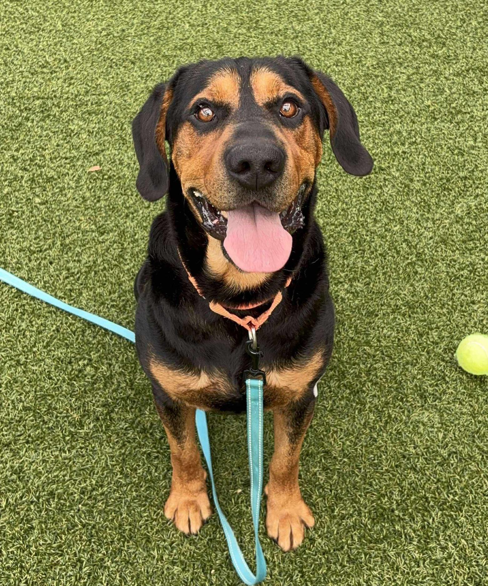 Enlarge Howdy, a ADOPTABLE mixed breed in Wilder, VT image 4/6