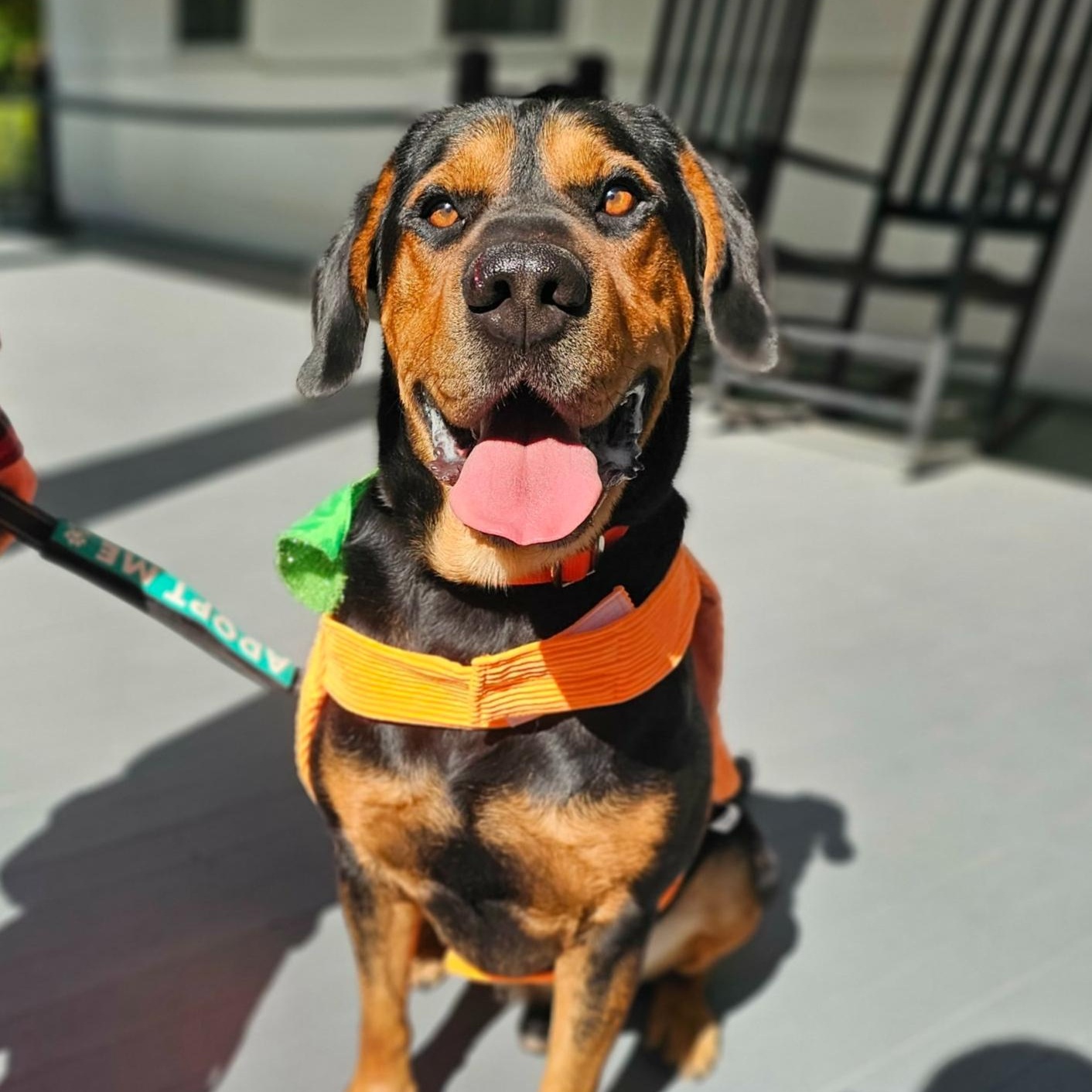 Howdy, ADOPTABLE, Adult Male Hound & Labrador Retriever.