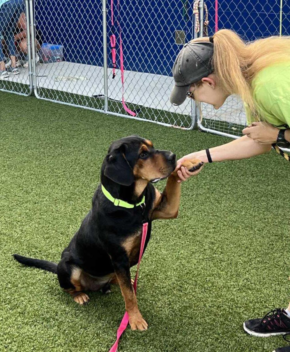 Enlarge Howdy, a ADOPTABLE mixed breed in Wilder, VT image 5/6