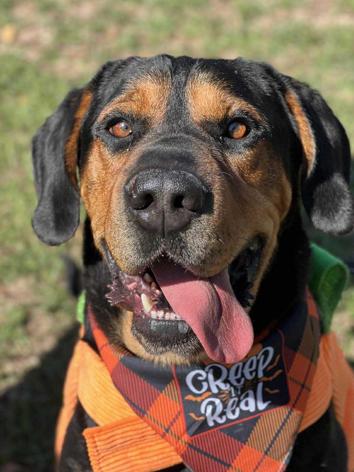 Enlarge Howdy, a ADOPTABLE mixed breed in Wilder, VT image 6/6