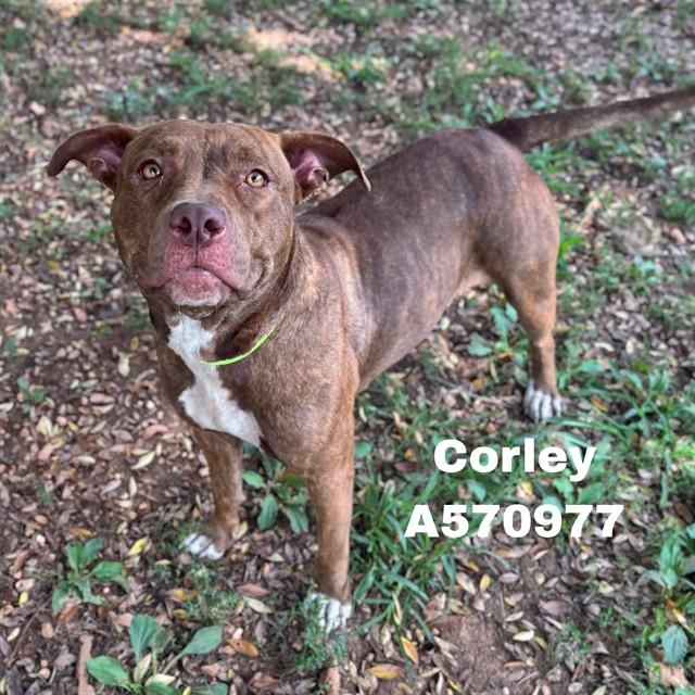 CORLEY, Adoptable, Young Female Pit Bull Terrier & Mixed Breed.