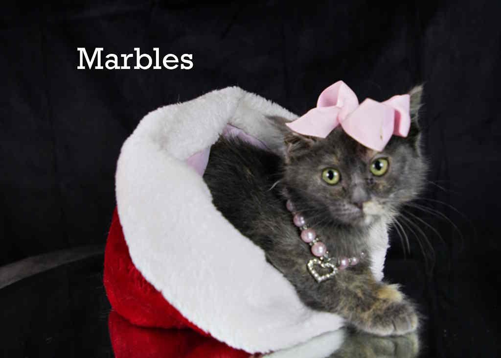 Enlarge Marbles, an adopted Tortoiseshell in York, NE image 4/4