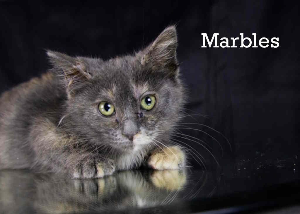 Enlarge Marbles, an adopted Tortoiseshell in York, NE image 2/4