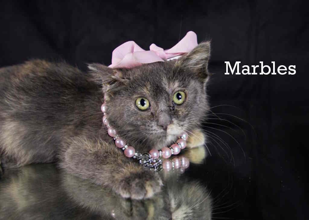 Marbles, adopted, Kitten Female Tortoiseshell.