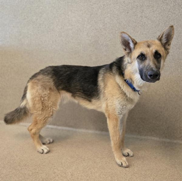 Enlarge Davidson, a Adoptable mixed breed in Oakland, CA image 2/2